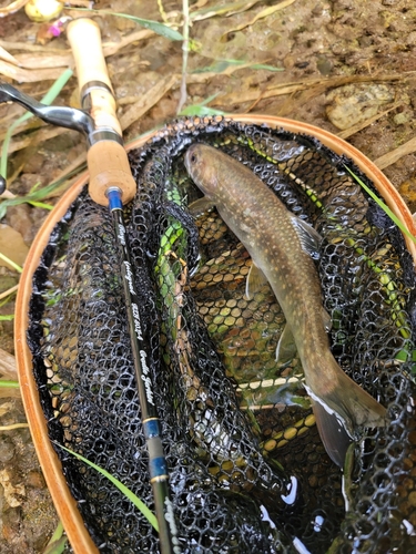 イワナの釣果