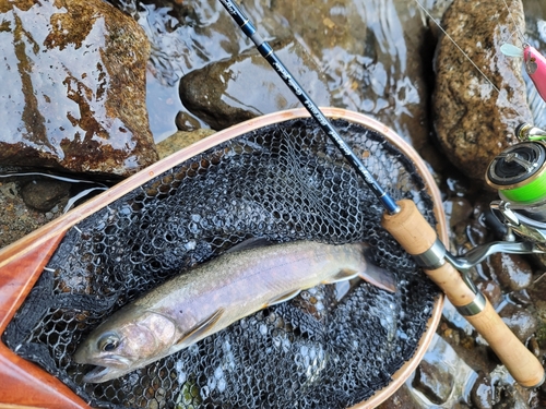 イワナの釣果