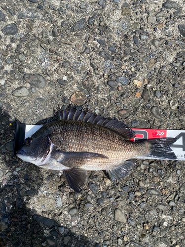 クロダイの釣果