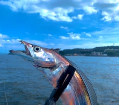 タチウオの釣果