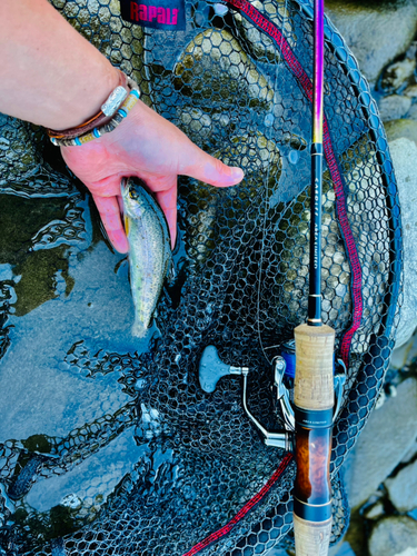 ニジマスの釣果