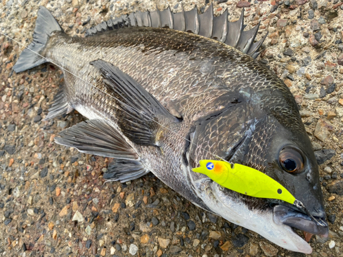 クロダイの釣果