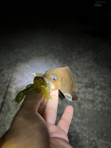 エゾメバルの釣果