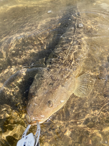 マゴチの釣果