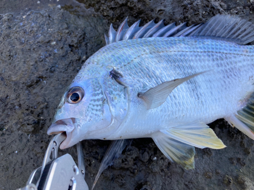 キビレの釣果