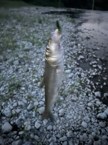 ニゴイの釣果