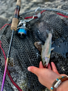 ニジマスの釣果