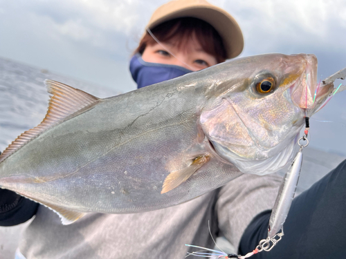 ショゴの釣果