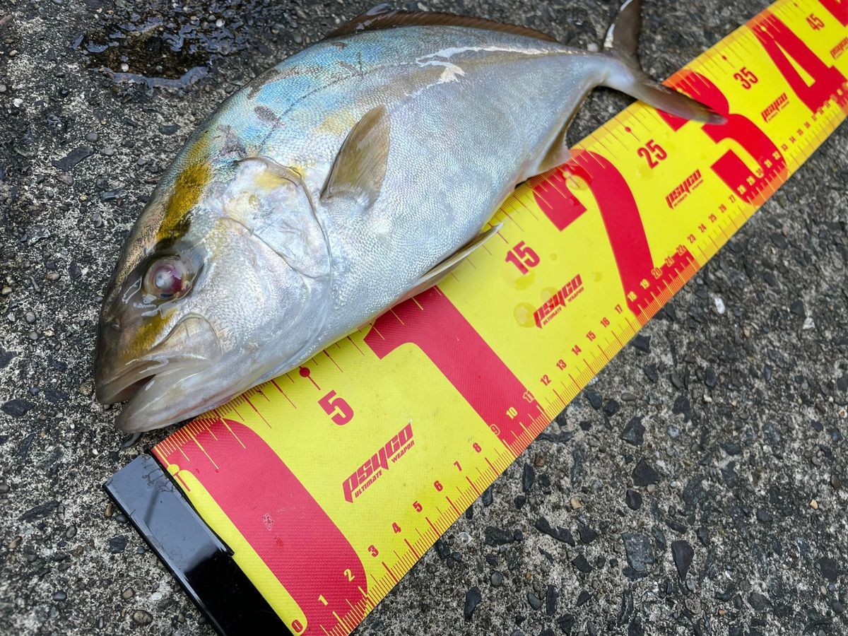 あや🐟さんの釣果 3枚目の画像