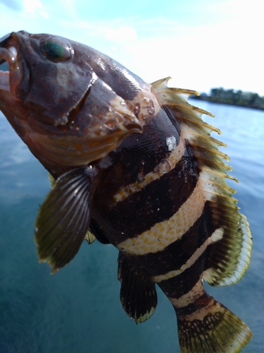 アオハタの釣果