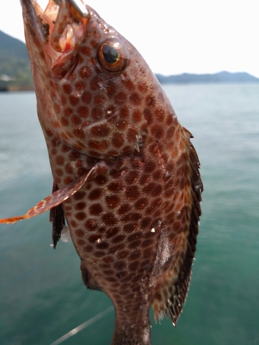 オオモンハタの釣果