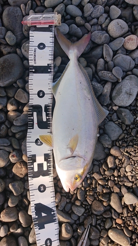 ショゴの釣果