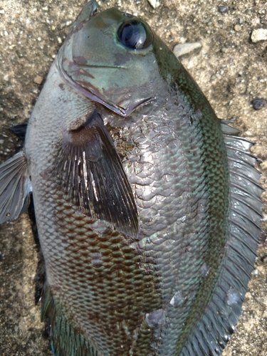 メジナの釣果