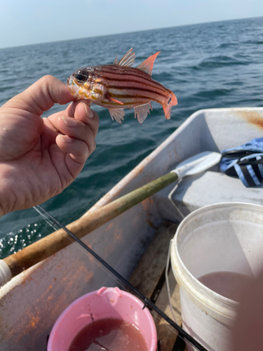 オオスジイシモチの釣果