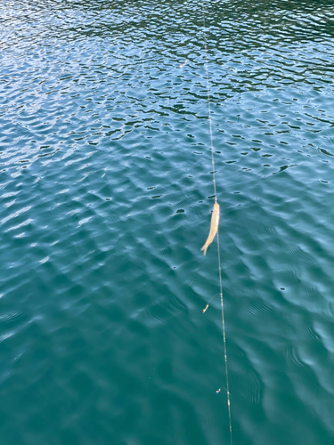 ワカサギの釣果