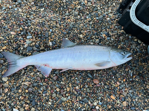 サケの釣果