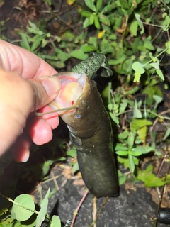 ナマズの釣果