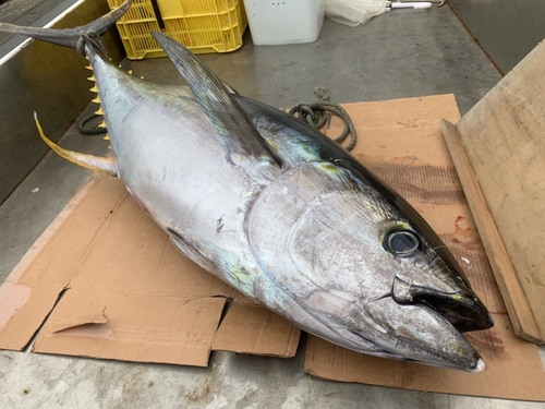 キハダマグロの釣果