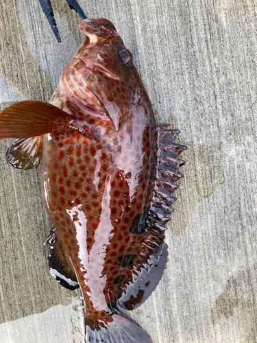 ノミノクチの釣果