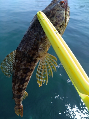 エソの釣果