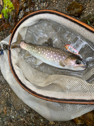 エゾイワナの釣果