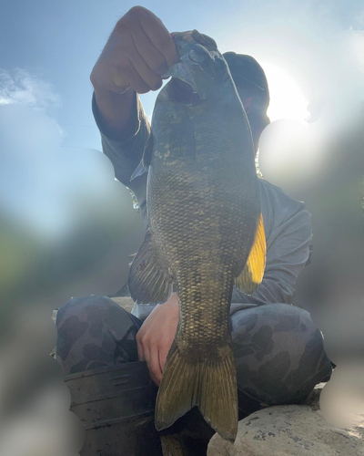 スモールマウスバスの釣果