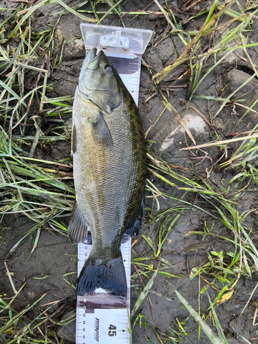 スモールマウスバスの釣果