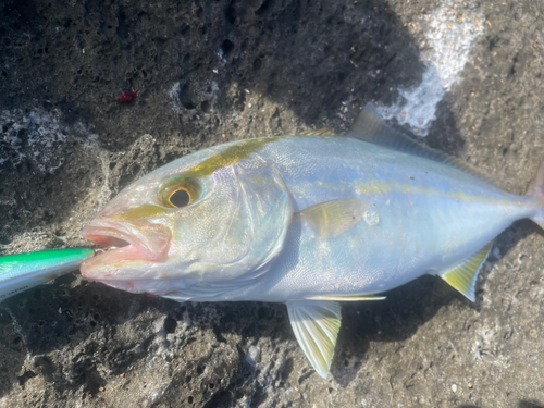 ネリゴの釣果