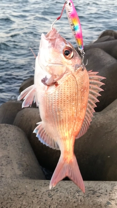 マダイの釣果