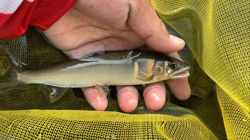 アユの釣果