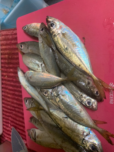 アジの釣果