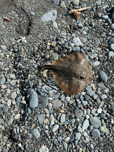 エイの釣果