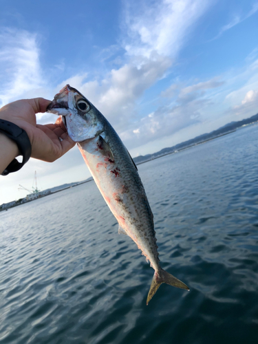 ゴマサバの釣果