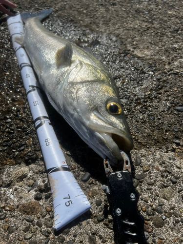 シーバスの釣果