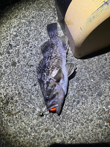 クロソイの釣果