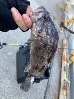 クロソイの釣果