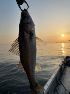 シーバスの釣果