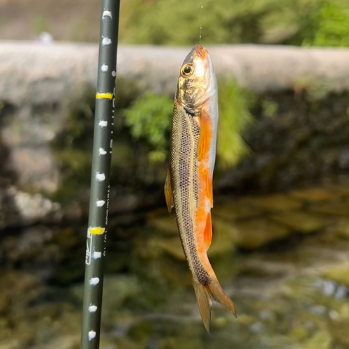 ウグイの釣果