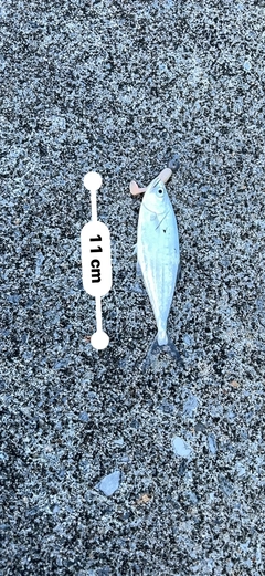 イケカツオの釣果