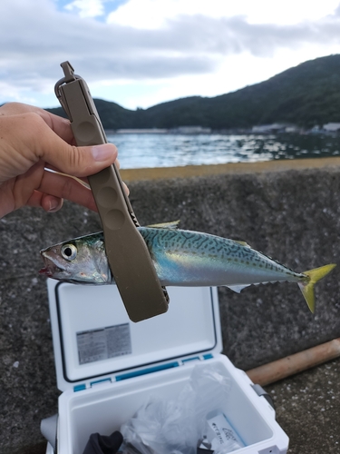 サバの釣果