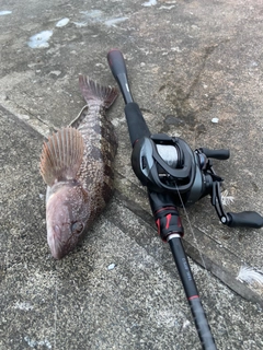 アイナメの釣果