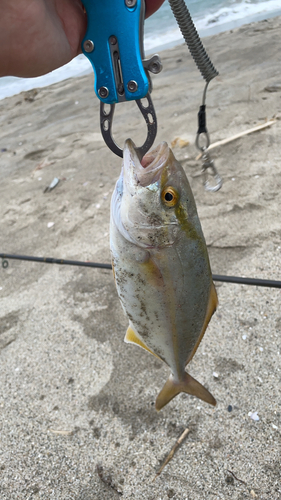 ショゴの釣果