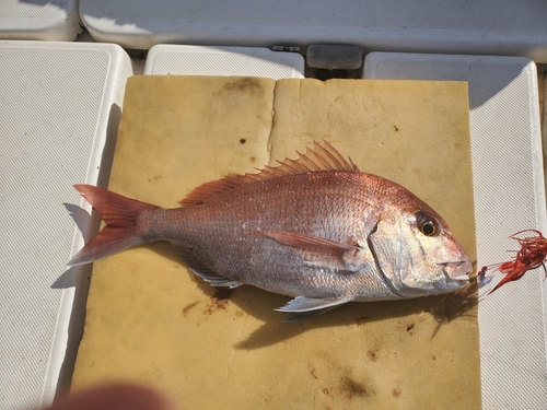 マダイの釣果