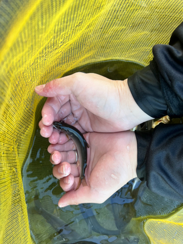 アユの釣果