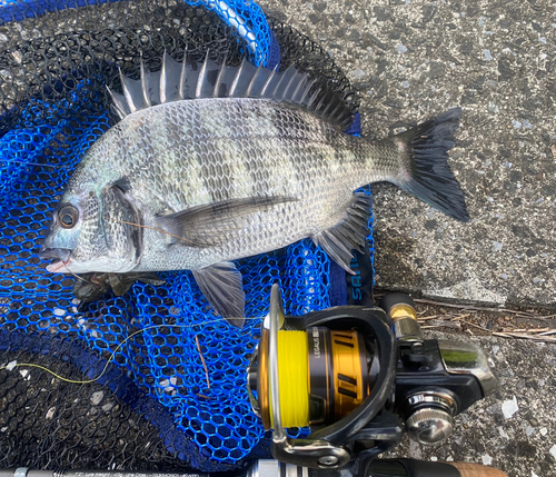 クロダイの釣果