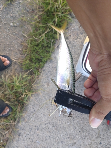 サバの釣果