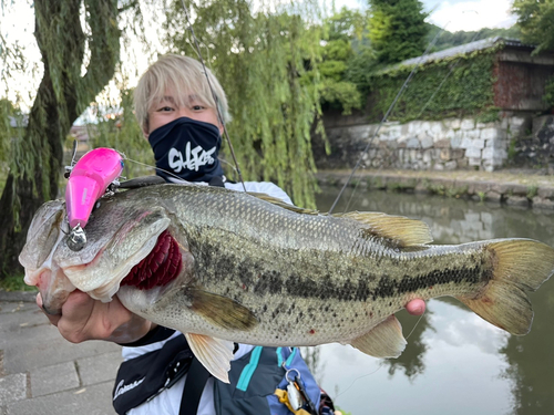 ブラックバスの釣果