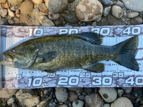 スモールマウスバスの釣果