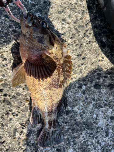 ソイの釣果