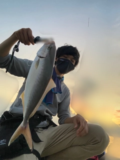 カンパチの釣果